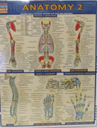 Anatomy 2