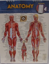 Anatomy Easel